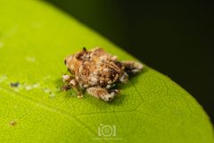 Tachygonus lecontei by no rights reserved, uploaded by Lyn Roueche. Used under a CC0 license.