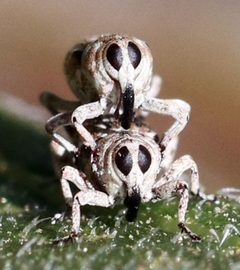 Cylindrocopturus by (c) Catherine C. Galley, some rights reserved (CC BY), uploaded by Catherine C. Galley. Used under a CC-BY license.