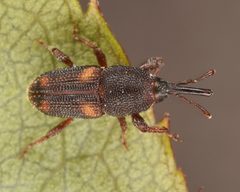 Sitophilus by (c) skitterbug, some rights reserved (CC BY), uploaded by skitterbug. Used under a CC-BY license.
