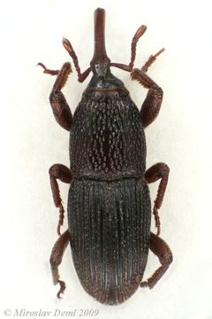 Sitophilus granarius by (c) Miroslav Deml, some rights reserved (CC BY). Used under a CC-BY license.