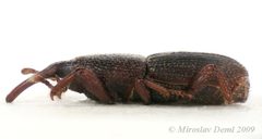 Sitophilus granarius by (c) Miroslav Deml, some rights reserved (CC BY). Used under a CC-BY license.