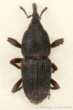 Sitophilus zeamais by (c) Miroslav Deml, some rights reserved (CC BY). Used under a CC-BY license.