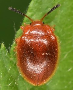 Endomychinae by (c) skitterbug, some rights reserved (CC BY), uploaded by skitterbug. Used under a CC-BY license.