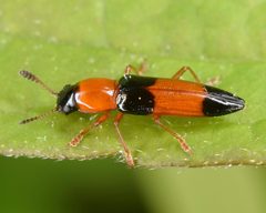 Languria by (c) skitterbug, some rights reserved (CC BY), uploaded by skitterbug. Used under a CC-BY license.