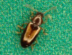 Loberus by (c) Saryu Mae 前 朝琉, some rights reserved (CC BY), uploaded by Saryu Mae 前 朝琉. Used under a CC-BY license.