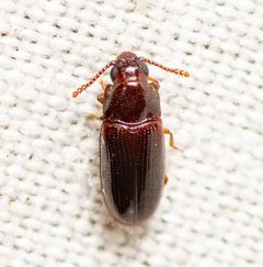 Pharaxonotha by (c) Justin Williams, some rights reserved (CC BY), uploaded by Justin Williams. Used under a CC-BY license.