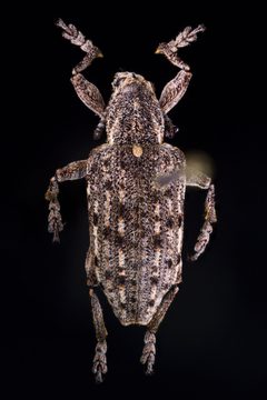 Ithycerus noveboracensis by (c) Kyle Rossner, some rights reserved (CC BY), uploaded by Kyle Rossner. Used under a CC-BY license.