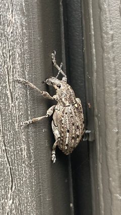 Ithycerus noveboracensis by no rights reserved, uploaded by Kathleen Houlahan Chayer. Used under a CC0 license.