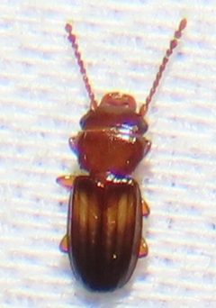 Laemophloeidae by no rights reserved, uploaded by kcthetc1. Used under a CC0 license.