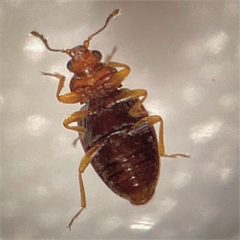 Corticariinae by (c) Lisa Winnett-Pequeno, some rights reserved (CC BY), uploaded by Lisa Winnett-Pequeno. Used under a CC-BY license.