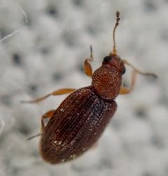 Corticariinae by (c) Paul Cook, some rights reserved (CC BY), uploaded by Paul Cook. Used under a CC-BY license.