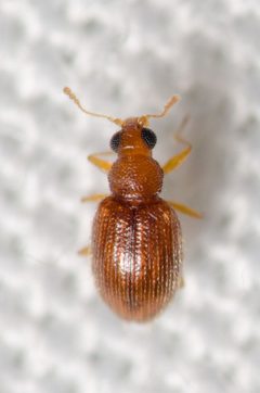 Melanophthalma by (c) Justin Williams, some rights reserved (CC BY), uploaded by Justin Williams. Used under a CC-BY license.