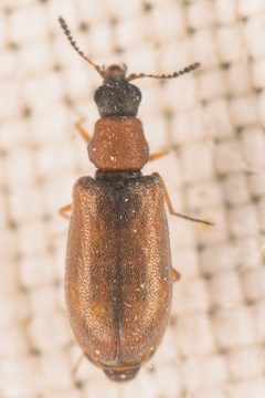 Mauroniscidae by (c) Trevor Van Loon, some rights reserved (CC BY), uploaded by Trevor Van Loon. Used under a CC-BY license.