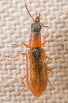 Mauroniscidae by (c) Trevor Van Loon, some rights reserved (CC BY), uploaded by Trevor Van Loon. Used under a CC-BY license.