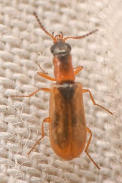 Mauroniscidae by (c) Trevor Van Loon, some rights reserved (CC BY), uploaded by Trevor Van Loon. Used under a CC-BY license.