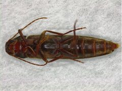 Serropalpus by (c) Donald Hobern, some rights reserved (CC BY). Used under a CC-BY license.