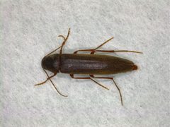 Serropalpus by (c) Donald Hobern, some rights reserved (CC BY). Used under a CC-BY license.