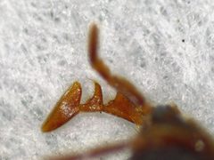 Serropalpus by (c) Donald Hobern, some rights reserved (CC BY). Used under a CC-BY license.