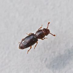 Monotomidae by (c) Bill Keim, some rights reserved (CC BY). Used under a CC-BY license.