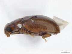 Murmidiidae by (c)
Clare McLellan, Museum Victoria, some rights reserved (CC BY). Used under a CC-BY license.