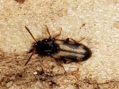 Mycetophagus melsheimeri by (c) Mark Richman, some rights reserved (CC BY), uploaded by Mark Richman. Used under a CC-BY license.