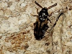 Mycetophagus melsheimeri by (c) Mark Richman, some rights reserved (CC BY), uploaded by Mark Richman. Used under a CC-BY license.