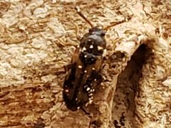 Mycetophagus melsheimeri by (c) Mark Richman, some rights reserved (CC BY), uploaded by Mark Richman. Used under a CC-BY license.