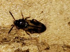 Mycetophagus melsheimeri by (c) Mark Richman, some rights reserved (CC BY), uploaded by Mark Richman. Used under a CC-BY license.
