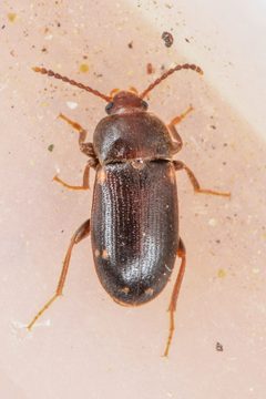 Mycetophagus pluriguttatus by (c) Trevor Van Loon, some rights reserved (CC BY), uploaded by Trevor Van Loon. Used under a CC-BY license.