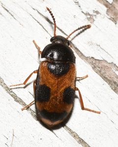 Mycetophagus punctatus by no rights reserved, uploaded by Chrissy McClarren and Andy Reago. Used under a CC0 license.