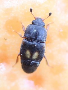 Carpophilinae by (c) Even Dankowicz, some rights reserved (CC BY), uploaded by Even Dankowicz. Used under a CC-BY license.