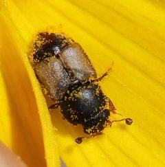 Carpophilinae by (c) Even Dankowicz, some rights reserved (CC BY), uploaded by Even Dankowicz. Used under a CC-BY license.
