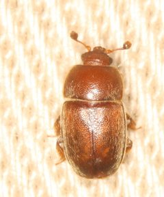 Thalycra by no rights reserved, uploaded by Scott Loarie. Used under a CC0 license.