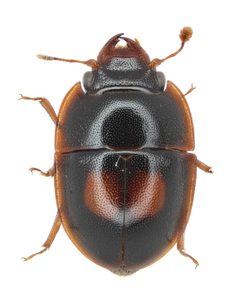 Prometopia by (c) 
NHM Beetles and Bugs, some rights reserved (CC BY). Used under a CC-BY license.