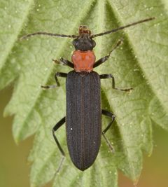 Ischnomera by (c) skitterbug, some rights reserved (CC BY), uploaded by skitterbug. Used under a CC-BY license.