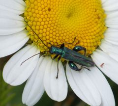Oedemerinae by no rights reserved, uploaded by Andreas Manz. Used under a CC0 license.