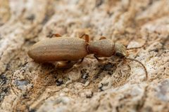Cononotus by (c) Jake Nitta, some rights reserved (CC BY), uploaded by Jake Nitta. Used under a CC-BY license.