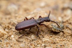 Dacoderinae by (c) Jake Nitta, some rights reserved (CC BY), uploaded by Jake Nitta. Used under a CC-BY license.