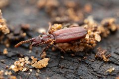Dacoderinae by (c) Jake Nitta, some rights reserved (CC BY), uploaded by Jake Nitta. Used under a CC-BY license.