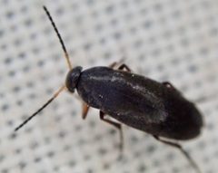 Anaspidini by (c) Paul Cook, some rights reserved (CC BY), uploaded by Paul Cook. Used under a CC-BY license.