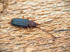 Brontinae by (c) Katja Schulz, some rights reserved (CC BY), uploaded by Katja Schulz. Used under a CC-BY license.
