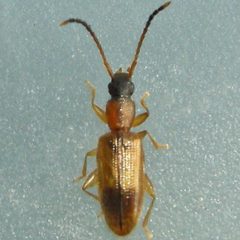 Brontinae by (c) Bill Keim, some rights reserved (CC BY). Used under a CC-BY license.