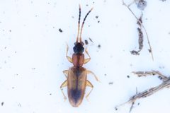 Brontinae by (c) Owen Strickland, some rights reserved (CC BY), uploaded by Owen Strickland. Used under a CC-BY license.