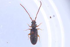 Brontinae by (c) Owen Strickland, some rights reserved (CC BY), uploaded by Owen Strickland. Used under a CC-BY license.