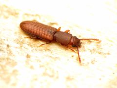 Silvaninae by (c) Katja Schulz, some rights reserved (CC BY). Used under a CC-BY license.
