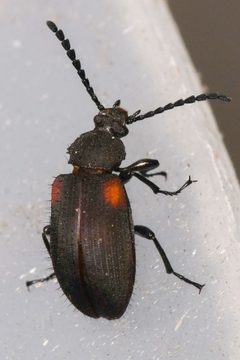 Lystronychus by (c) Trevor Van Loon, some rights reserved (CC BY), uploaded by Trevor Van Loon. Used under a CC-BY license.