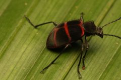 Lystronychus by (c) Bruno Henrique Aranda, some rights reserved (CC BY), uploaded by Bruno Henrique Aranda. Used under a CC-BY license.