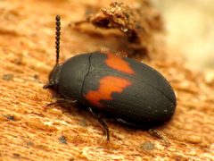 Diaperinae by (c) Katja Schulz, some rights reserved (CC BY). Used under a CC-BY license.