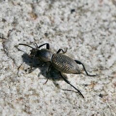 Cerenopus by (c) Bill Levine, some rights reserved (CC BY), uploaded by Bill Levine. Used under a CC-BY license.