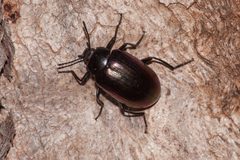 Tenebrioninae by (c) Rolf Lawrenz, some rights reserved (CC BY), uploaded by Rolf Lawrenz. Used under a CC-BY license.